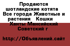 Продаются шотландские котята - Все города Животные и растения » Кошки   . Ханты-Мансийский,Советский г.